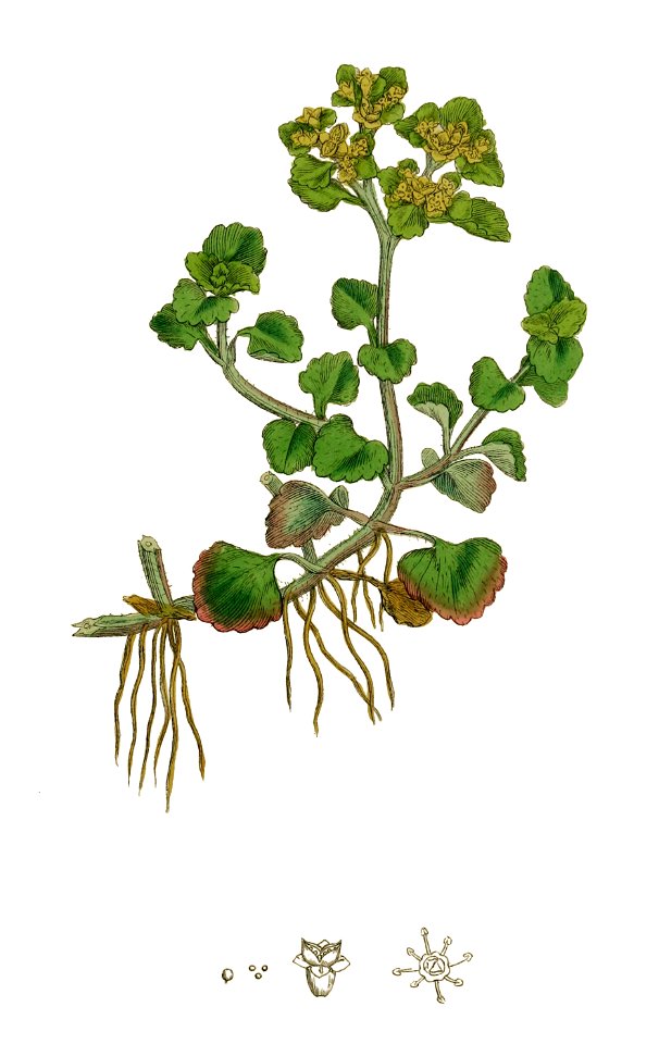 Chrysosplenium oppositifolium - English botany, or, Coloured figures of British plants - vol. 4 (ed. 3) - t. 563