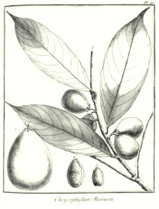 Chrysophyllum macoucou Aublet 1775 pl 92