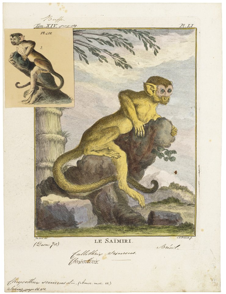 Chrysothrix sciureus - 1700-1880 - Print - Iconographia Zoologica - Special Collections University of Amsterdam - UBA01 IZ20200202