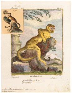 Chrysothrix sciureus - 1700-1880 - Print - Iconographia Zoologica - Special Collections University of Amsterdam - UBA01 IZ20200202