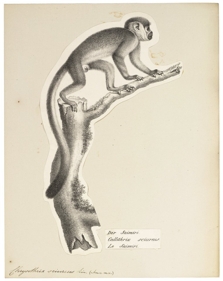 Chrysothrix sciureus - 1809-1845 - Print - Iconographia Zoologica - Special Collections University of Amsterdam - UBA01 IZ20200206