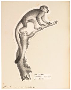 Chrysothrix sciureus - 1809-1845 - Print - Iconographia Zoologica - Special Collections University of Amsterdam - UBA01 IZ20200206