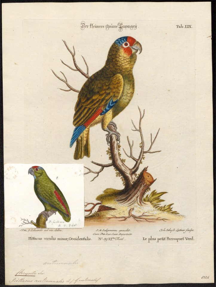 Chrysotis autumnalis - 1700-1880 - Print - Iconographia Zoologica - Special Collections University of Amsterdam - UBA01 IZ18600115