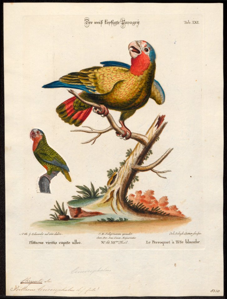 Chrysotis leucocephalus - 1700-1880 - Print - Iconographia Zoologica - Special Collections University of Amsterdam - UBA01 IZ18600121