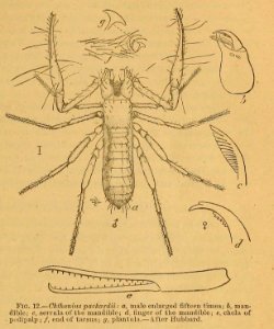 Chthonius packardii Cavefaunaofnorthamerica