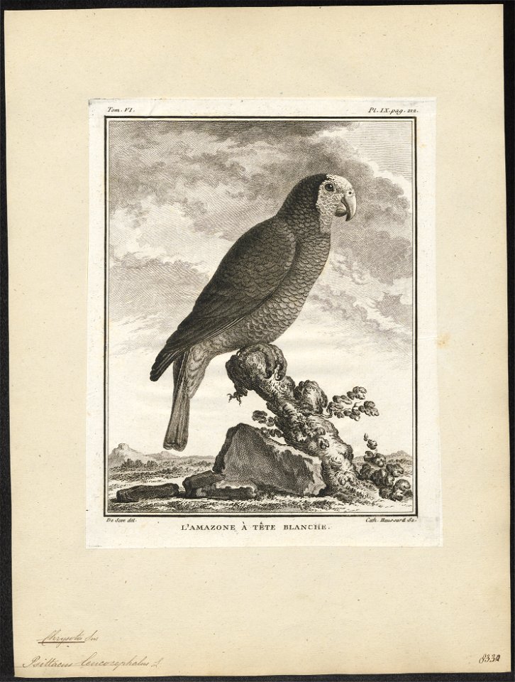 Chrysotis leucocephalus - 1700-1880 - Print - Iconographia Zoologica - Special Collections University of Amsterdam - UBA01 IZ18600123