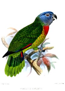 ChrysotisBouquetiSmit
