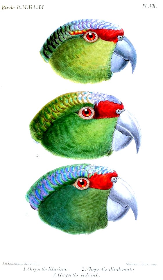 ChrysotisKeulemans