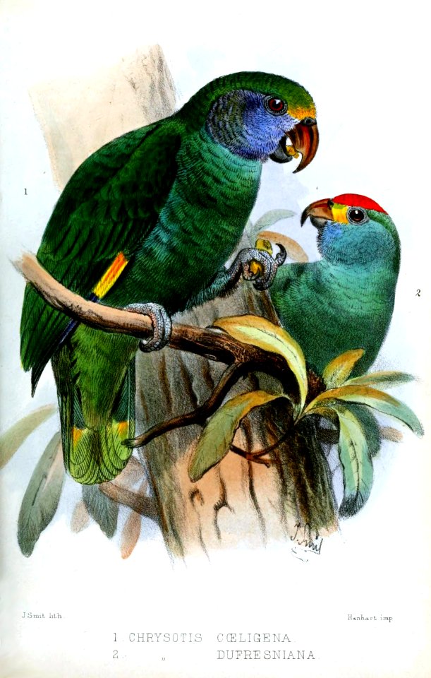 ChrysotisSmit