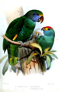 ChrysotisSmit