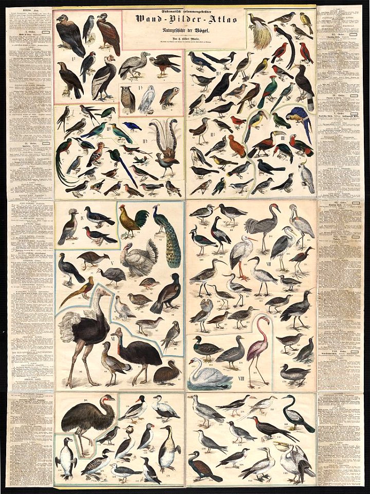 Chstematisch zusammengesteilter Wand, Bilder, Atlas zur Naturgeschichte der Bögel - von C. Gilbert Wheeler, professor der Chemie und 'Lehrer der Zoologie au der Universtat zu Chicago. LCCN2006685446