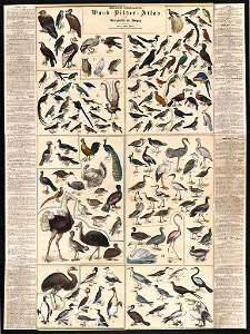 Chstematisch zusammengesteilter Wand, Bilder, Atlas zur Naturgeschichte der Bögel - von C. Gilbert Wheeler, professor der Chemie und 'Lehrer der Zoologie au der Universtat zu Chicago. LCCN2006685446