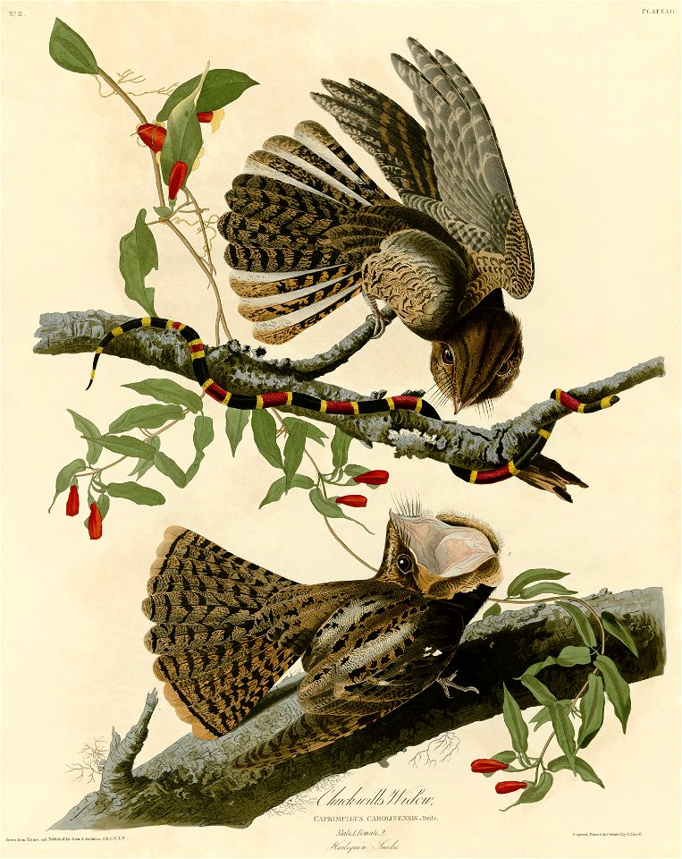 Chuck-will's Widow (Audubon)
