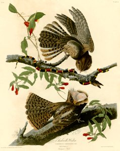 Chuck-will's Widow (Audubon)