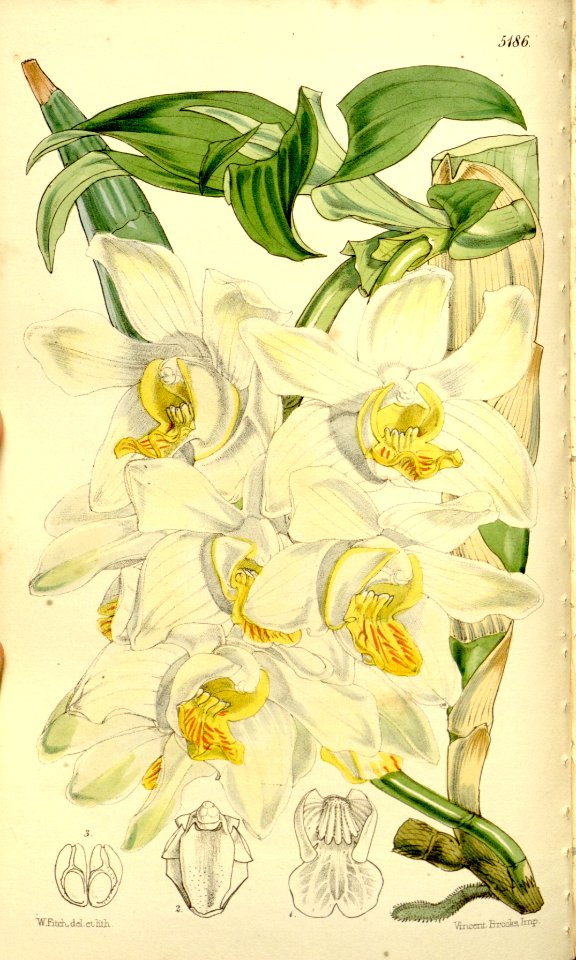 Chysis bractescens - Curtis' 86 (Ser. 3 no. 16) pl. 5186 (1860)