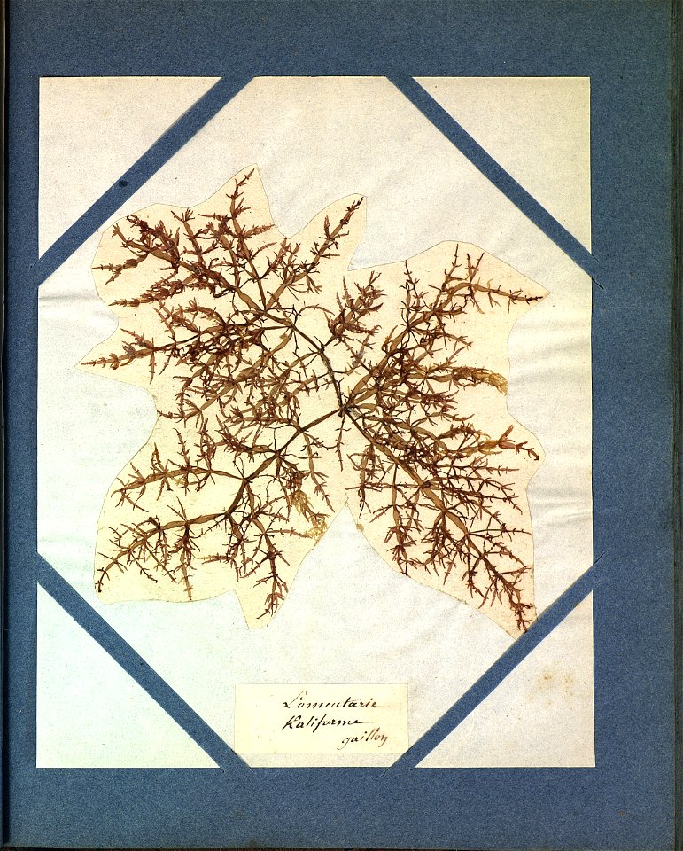 Chylocladia verticillata