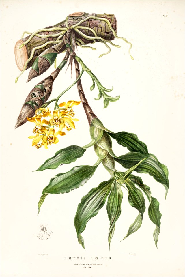 Chysis laevis (spelled Chysis loevis)-Bateman Orch. Mex. Guat. pl. 31 (1842)