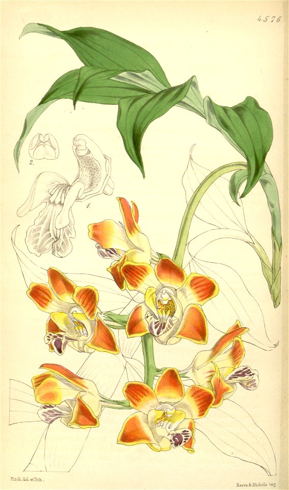 Chysis bruennowiana (as Chysis aurea var. maculata) - Curtis' 77 (Ser. 3 no. 7) pl. 4576 (1851)