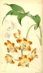 Chysis bruennowiana (as Chysis aurea var. maculata) - Curtis' 77 (Ser. 3 no. 7) pl. 4576 (1851)