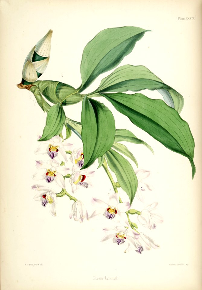 Chysis bractescens