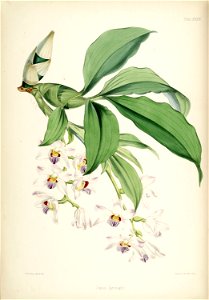 Chysis bractescens