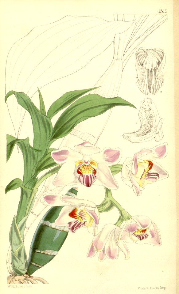 Chysis limminghei (as Chysis aurea var. limminghei) - Curtis' 87 (Ser. 3 no. 17) pl. 5265 (1861)