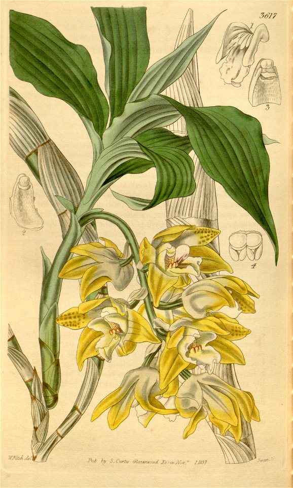 Chysis aurea