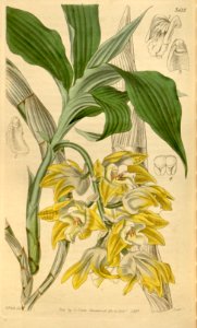 Chysis aurea