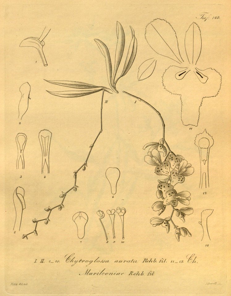 Chytroglossa aurata - Chytroglossa marileoniae - Xenia 2 pl 148