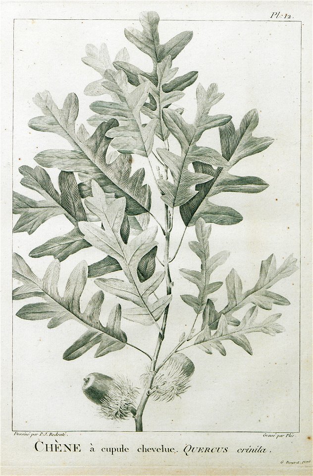 Chène à coupure chevelue Quercus crinita - Olivier Guillaume Antoine - 1801