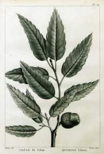 Chêne du Liban Quercus Libani - Olivier Guillaume Antoine - 1801