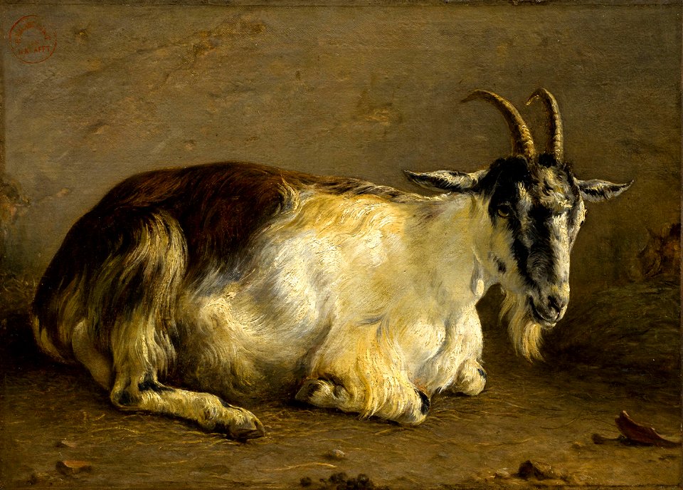 Chèvre couchée