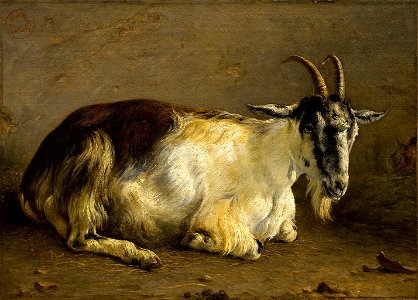 Chèvre couchée