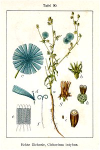 Cichorium intybus Sturm30