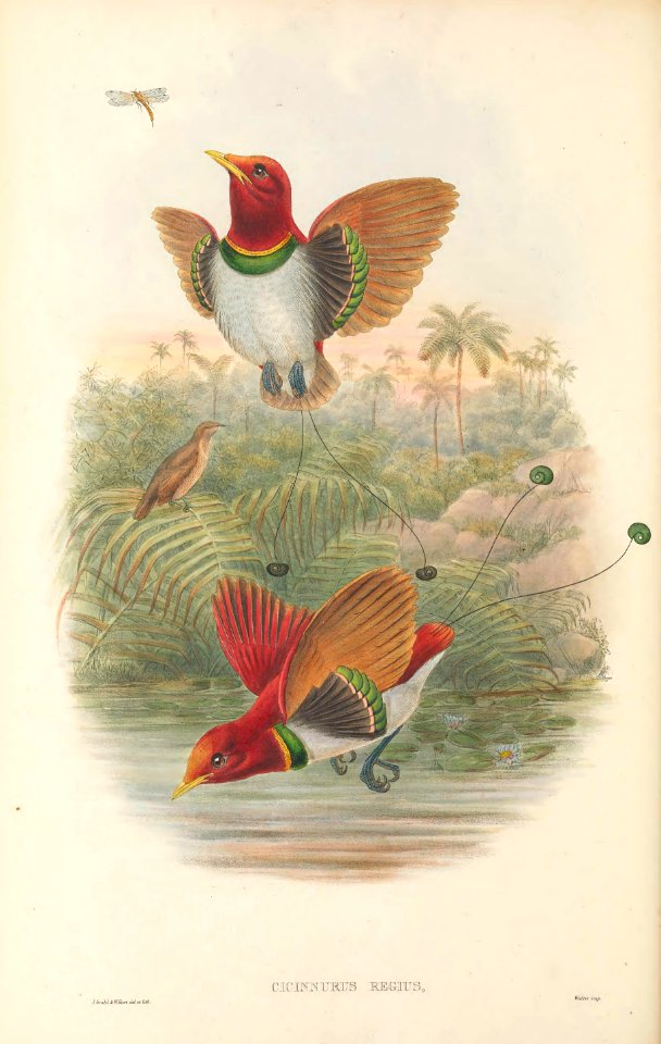 Cicinnurus regius - The Birds of New Guinea