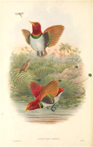 Cicinnurus regius - The Birds of New Guinea