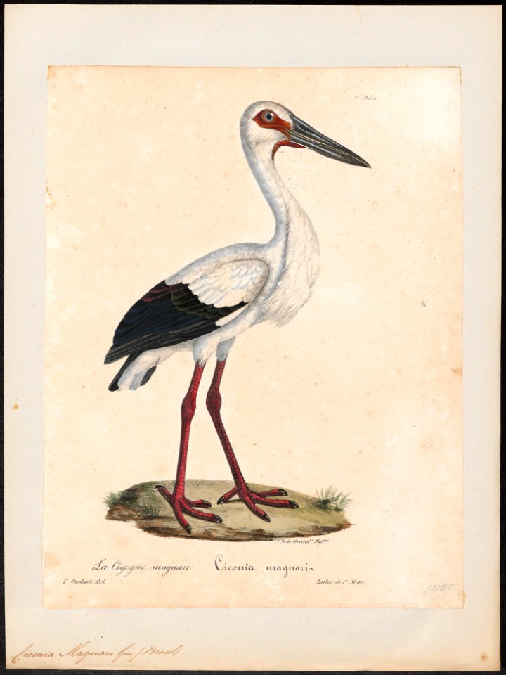 Ciconia maguari - 1825-1834 - Print - Iconographia Zoologica - Special Collections University of Amsterdam - UBA01 IZ17600031