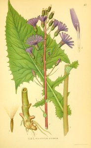 Cicerbita alpina
