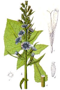 Cicerbita alpina Sturm48