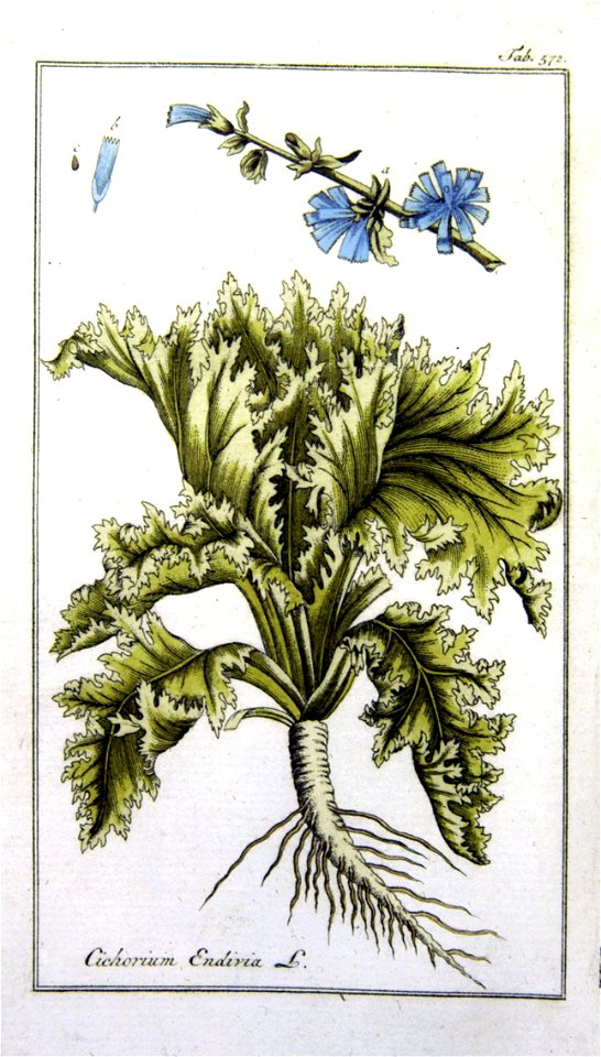 Cichorium endivia