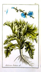 Cichorium endivia