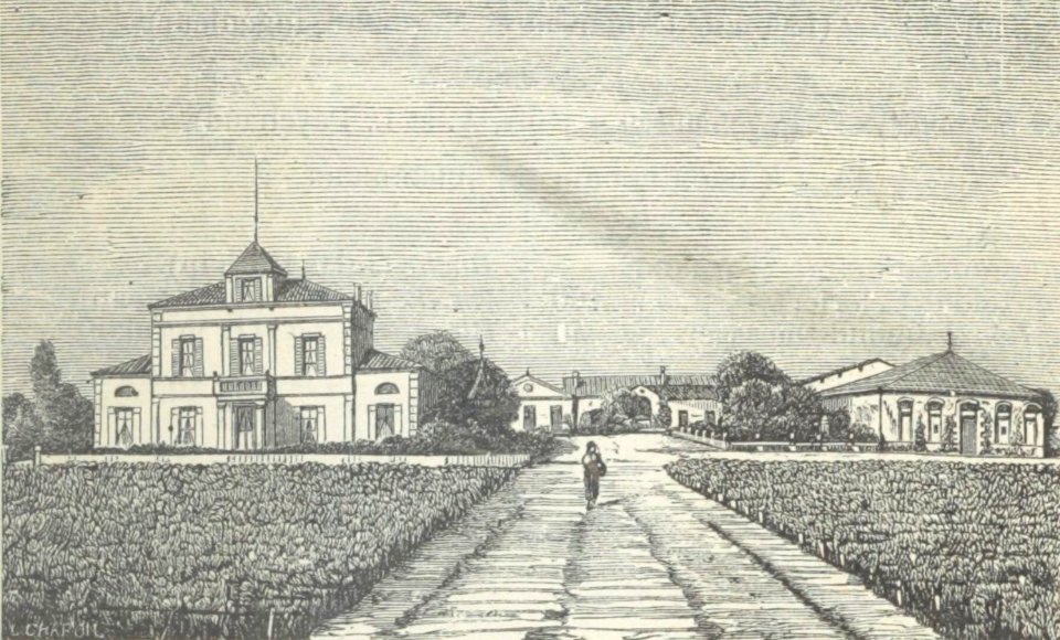 Château Montrose - Cocks&Féret 1898