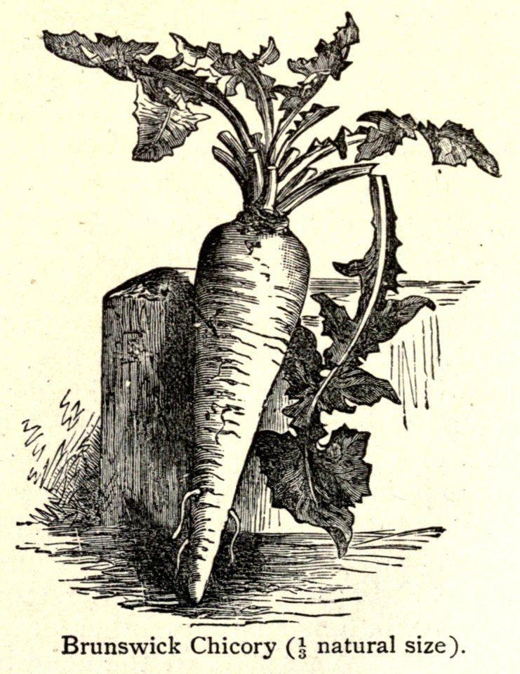 Cichorium intybus var sativum