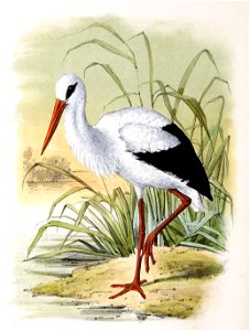 Ciconia ciconia 1869