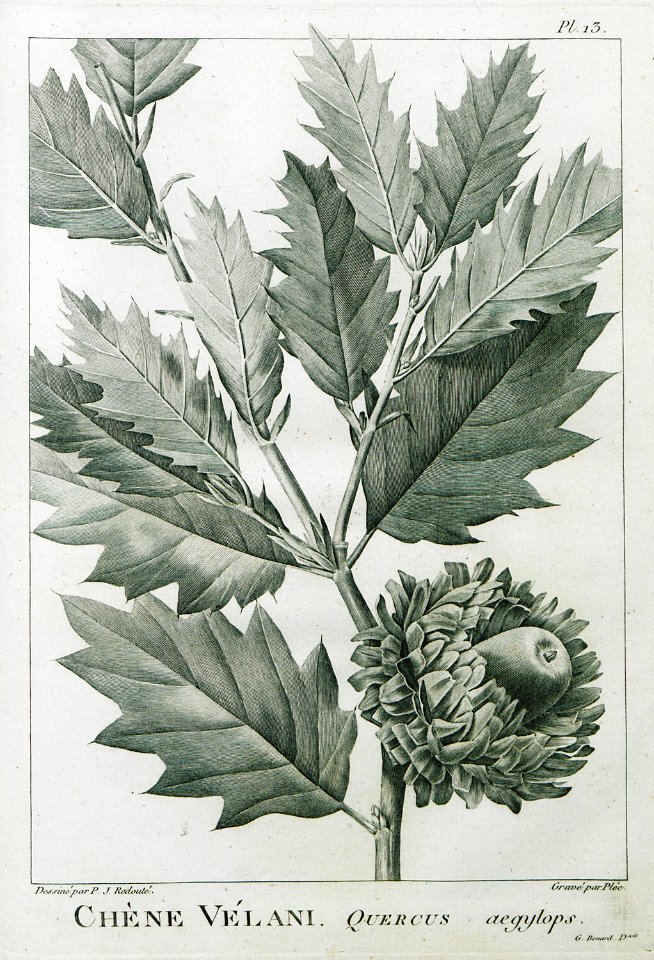 Chène Velani Quercus aegylops - Olivier Guillaume Antoine - 1801