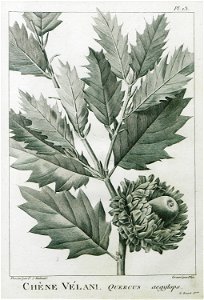 Chène Velani Quercus aegylops - Olivier Guillaume Antoine - 1801