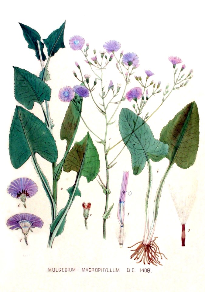 Cicerbita macrophylla ssp macrophylla