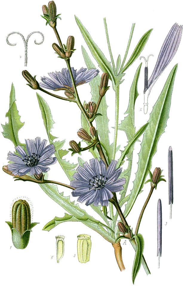 Cichorium intybus var intybus clean no-description