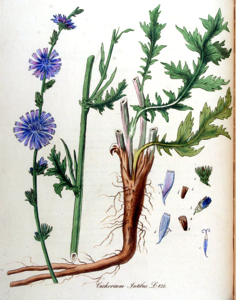 Cichorium intibus — Flora Batava — Volume v11