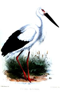 CiconiaBoycianaKeulemans